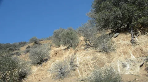 Shrubs On Mountain Stock Footage 32220322