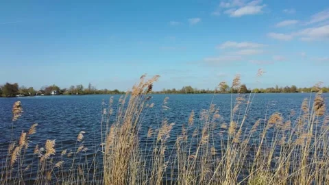 Shrubs move in the wind with the lake in the background Stock Footage 153047406