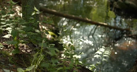 Shrubs overlooking creek. 動画素材 247142498
