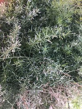 Shrubs 스톡 사진