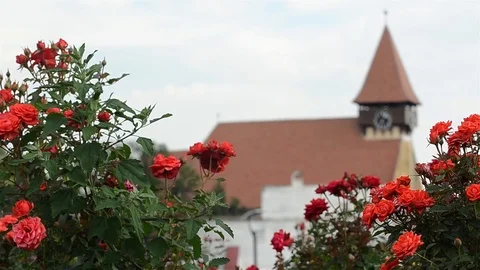 Shrubs with red roses planted in the town square above which rises a church Stock Footage 96709045