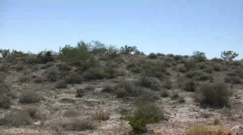 Shrubs sit in the desert soaking up sunlight (High Definition) Stock Footage 369102