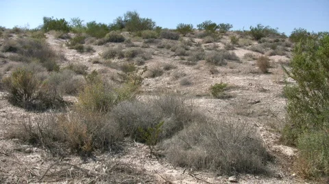 Shrubs sit in the desert soaking up sunlight (High Definition) Stock-Footage 369128