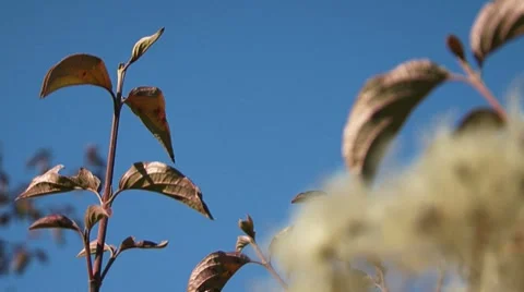 Shrubs in the sky Stock Footage 8825997