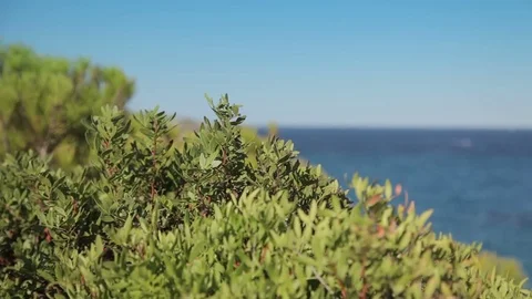 Shrubs on the slopes of the rocks. Spanish beaches in Cala Mendia. Mallorca Stock Footage 75583979