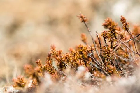 Shrubs in spring Stock Photos