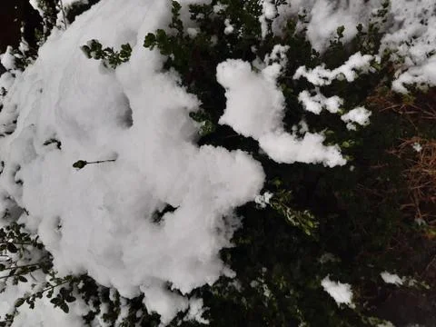 Shrubs under the snow Stock Photos