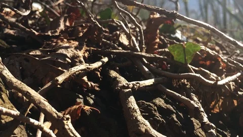 Shrubs in the undergrowth Видео 111830774