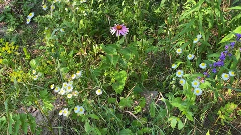 Shrubs in which the Echinacea flower grows. Garden medicinal flower Video stock 229576278