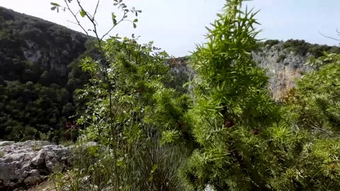 Shrubs in the wind Stock Footage 288345993