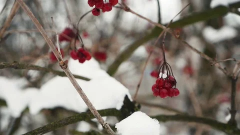 Shrubs in winter in winter Stock Footage 100075172