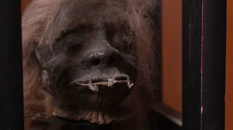 Shrunken Head Hunter Exhibit Indian Cannibals Extreme Close Up Stock Footage 38952200