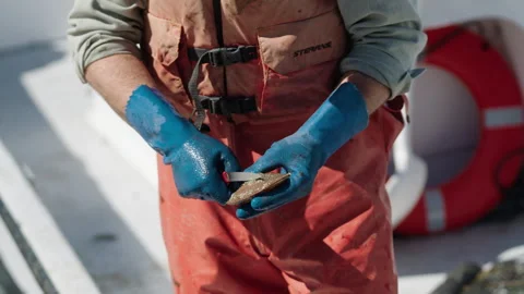 Shucking an oyster Stock Footage 263149110