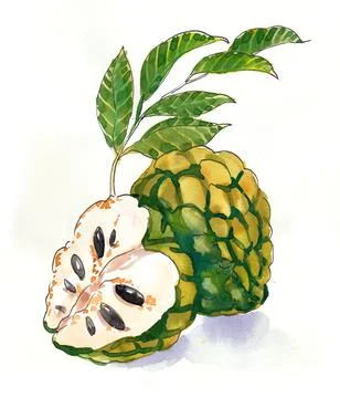 Shugar-apple Illustrazione stock