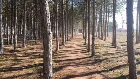 Shumadia tree line Stock Footage 169646561