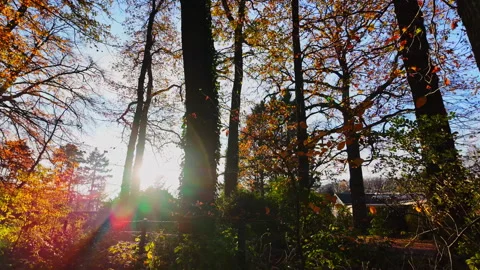 Shun shining between the trees of a beautiful forest in autumn Stock Footage 321894580