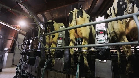 Shutdown of the milking machine. The process of automatically turning off the Stock Footage 101770270