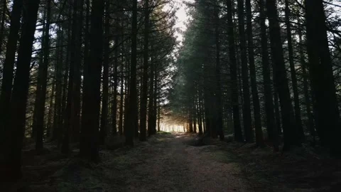 Shutter forest 1 Stock Footage 219872591