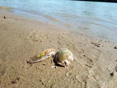 Shutters of the dead river shell on the sandy bank of the river. Stock Photos