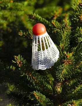 Shuttlecock on a tree Stock Photos