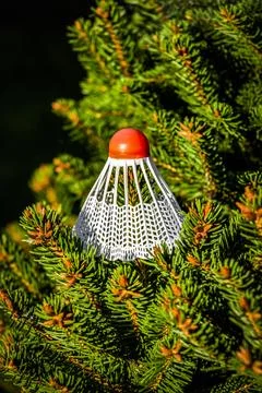 Shuttlecock on a tree Stock Photos