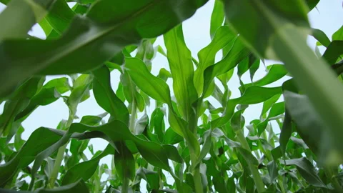 Shuttling through the leaves Stock Footage 234966899