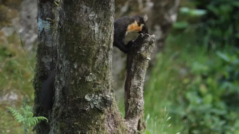 A shy and elusive Pine Marten (Martes martes) feeding. Stock Footage 149240540