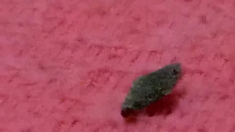 Shy Bagworm Caterpillar Retreating into Its Case on Pink Fabric 스톡 동영상 341999305