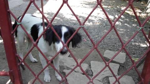 Shy black and white stray dog looking at camera, abandoned pet, captivity Stock Footage 49681908