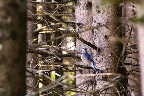 Shy Blue Jay of the Pine Forest Looking At you! Foto stock