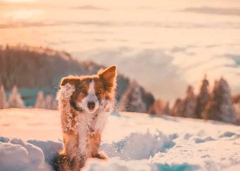 Shy border collie dog in snow Stock Photos