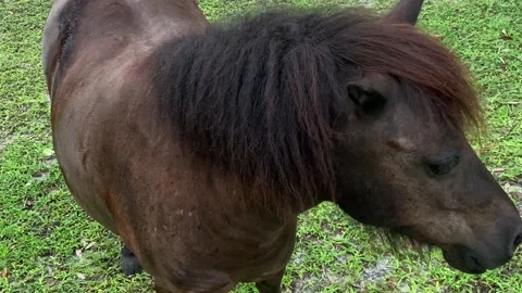 Shy Brown Pony on FL Ranch 4K Stock Footage 205042353