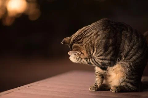 Shy cat Foto stock
