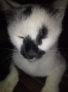 Shy cat 스톡 사진