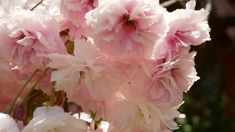 Shy cherry blossom: Stockbeeldmateriaal 80149880