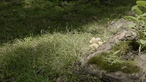 Shy chipmunk feeding [V-log edited] 2 Video stock 82677452