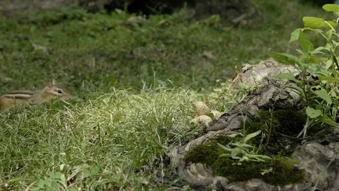 Shy chipmunk feeding [V-log edited] Stock Footage 82681973