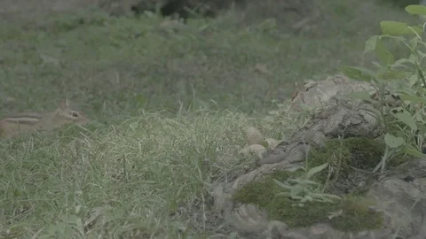Shy chipmunk feeding [V-log] 2 Stock Footage 82683371