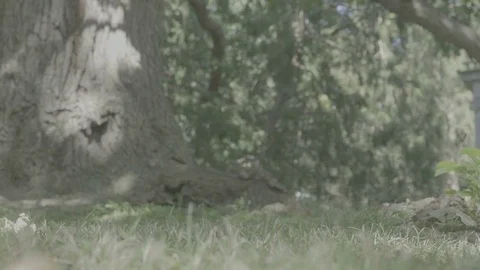 Shy chipmunk running around [V-log] 스톡 동영상 82674221