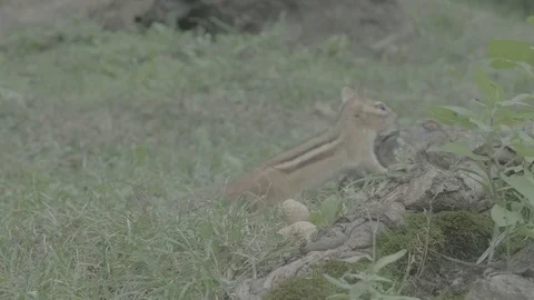 Shy chipmunk [V-log] Stock Footage 82685190