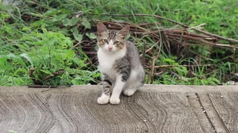 Shy, chubby kitten at the roadside. Stock Footage 311327716