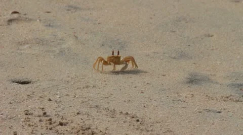 Shy crab on the beach Stock Footage