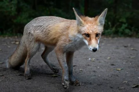 Shy fox Stock Photos
