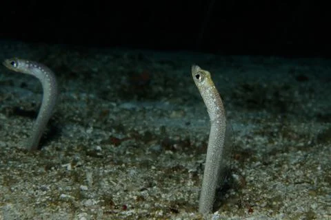 Shy garden eels Stock Photos