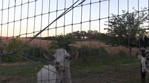 The shy goat Video stock 42533142
