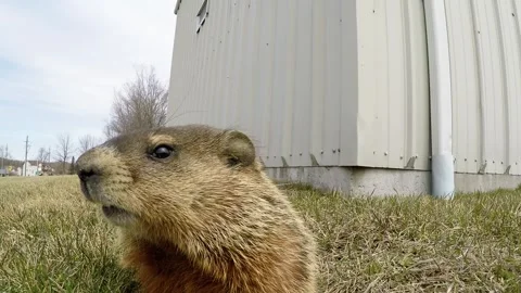 Shy Gopher Is Too Curious To Resist The Camera Stock Footage 272598667