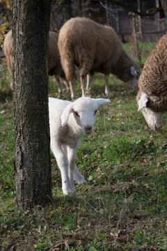Shy lamb Stock Photos