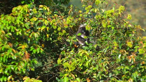 Shy langur peeking through dense foliage of lush green forest. Stock-Footage 289131281