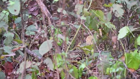 Shy leopard eying the camera from behind the bush in Kanha national park Stock Footage 275343137