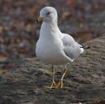 The shy modest gull Stock Photos
